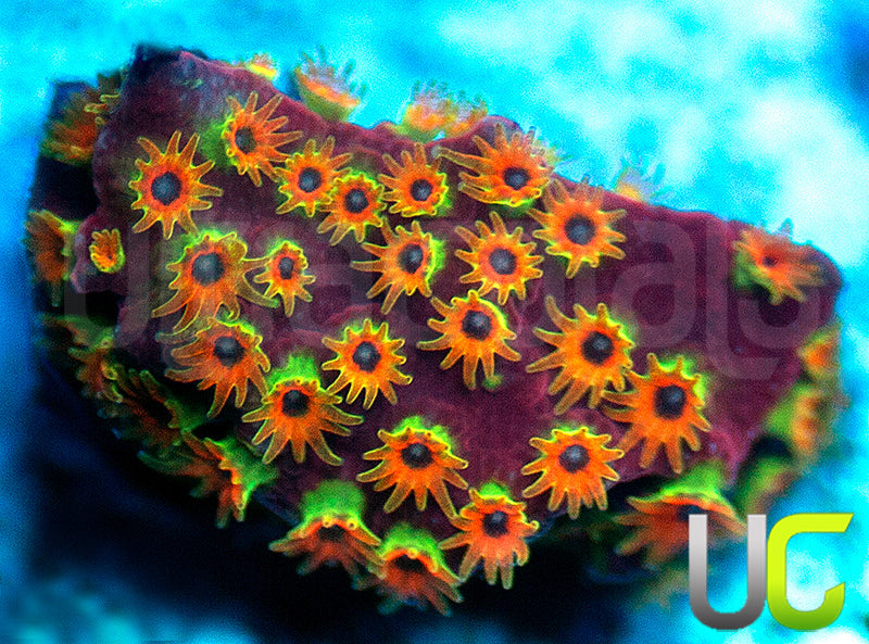 WWC Looney Tunes Stylo