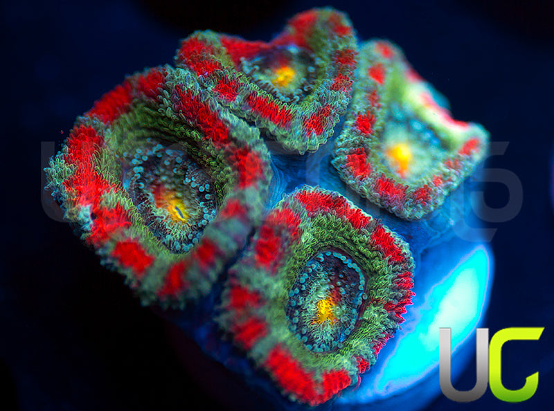New Release: UC Yin Yang Micro Amakusensis