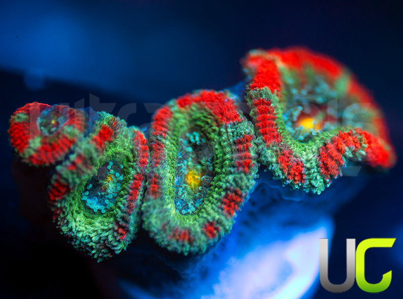 New Release: UC Yin Yang Micro Amakusensis