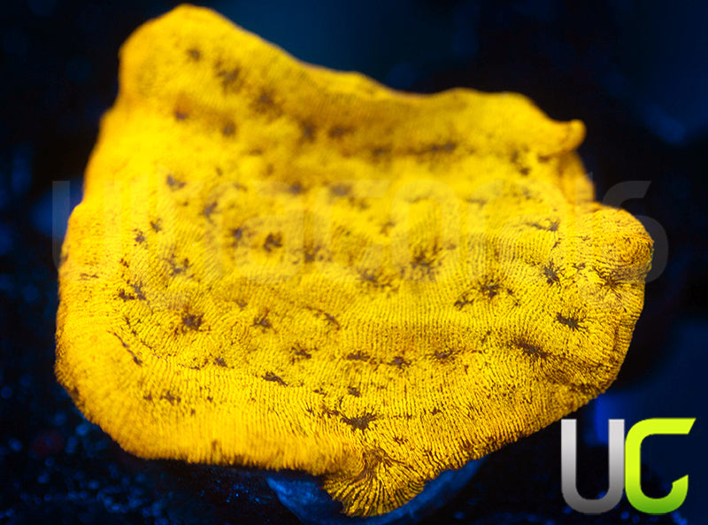 UC Golden Dragon Lepto