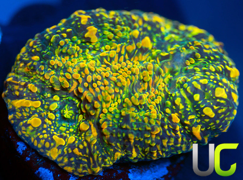 WWC Stellaria Chalice