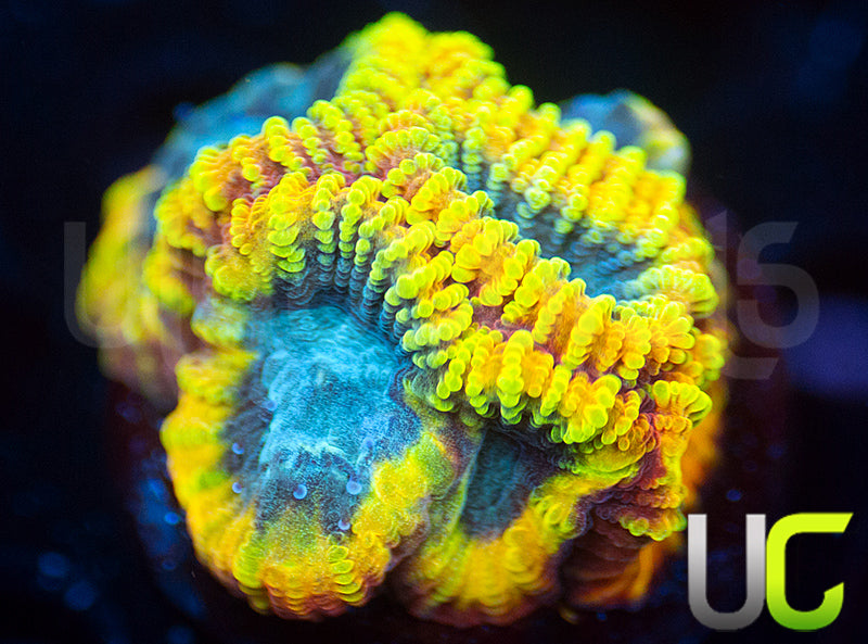 TGC Favia of the Gods