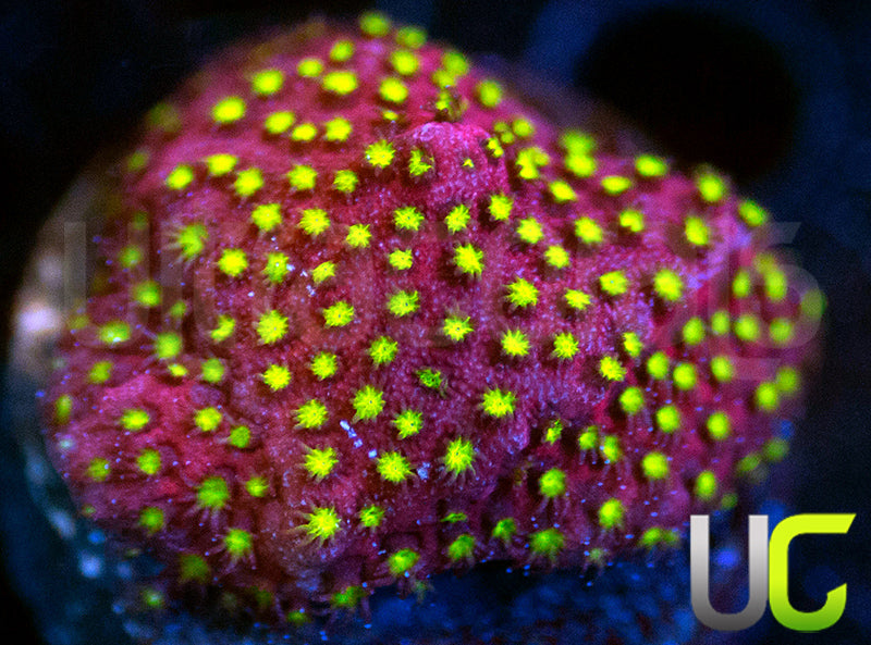 UC Raspberry Pie Stylo