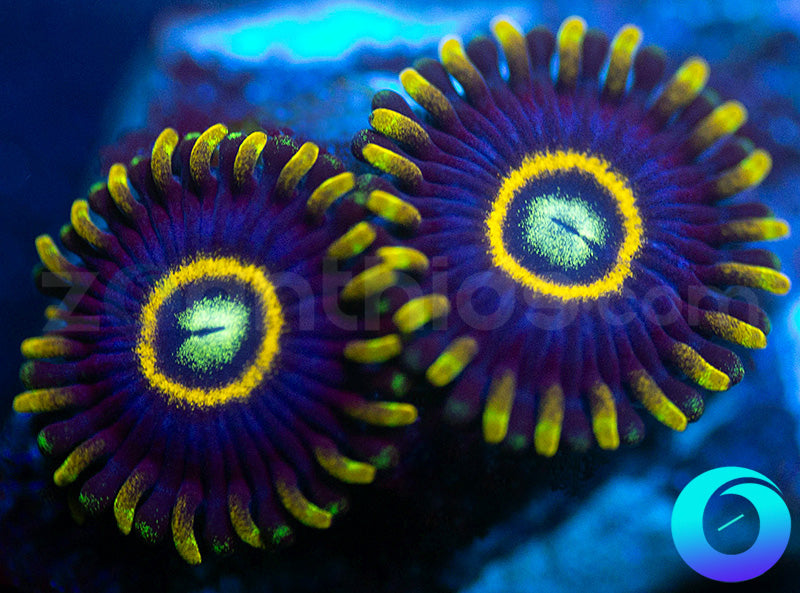 Blue Hornets