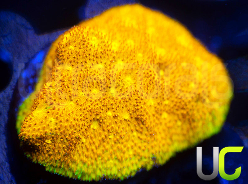 Yellow Yutz Psammocora