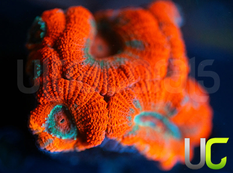 UC Neon Dance Party Micro Lord