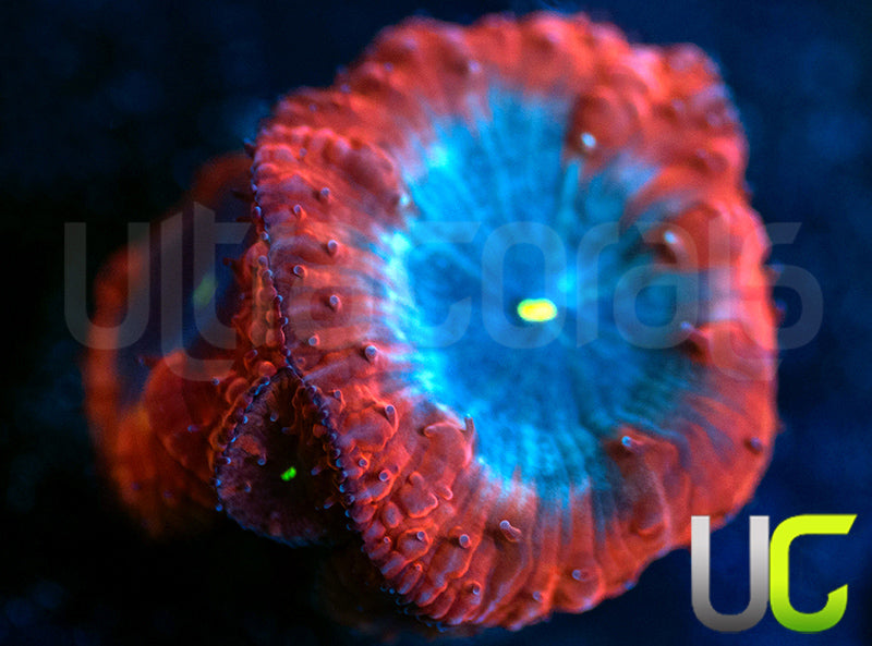 UC Forbidden Blue Blasto