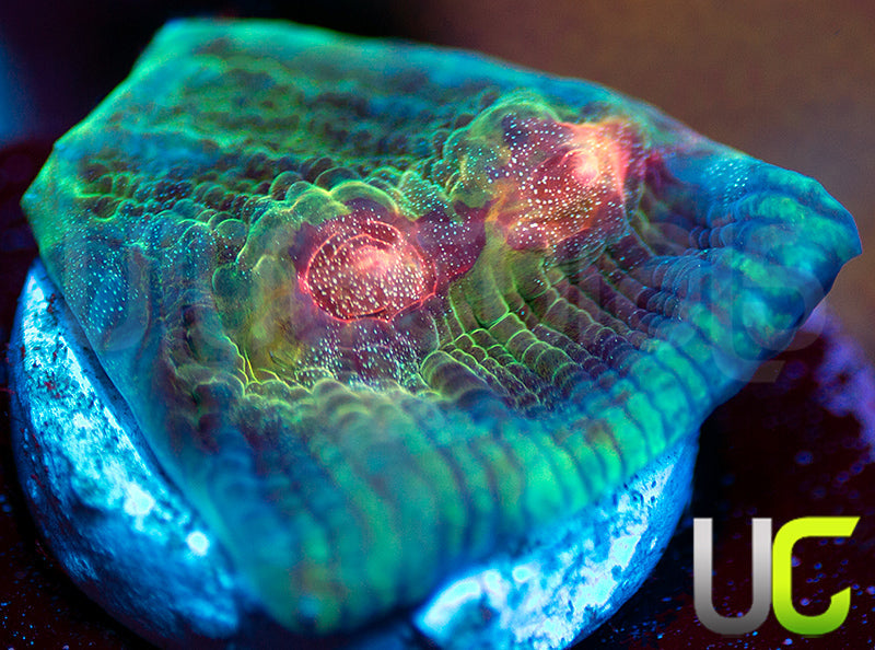 UC Cosplay Mycedium Chalice