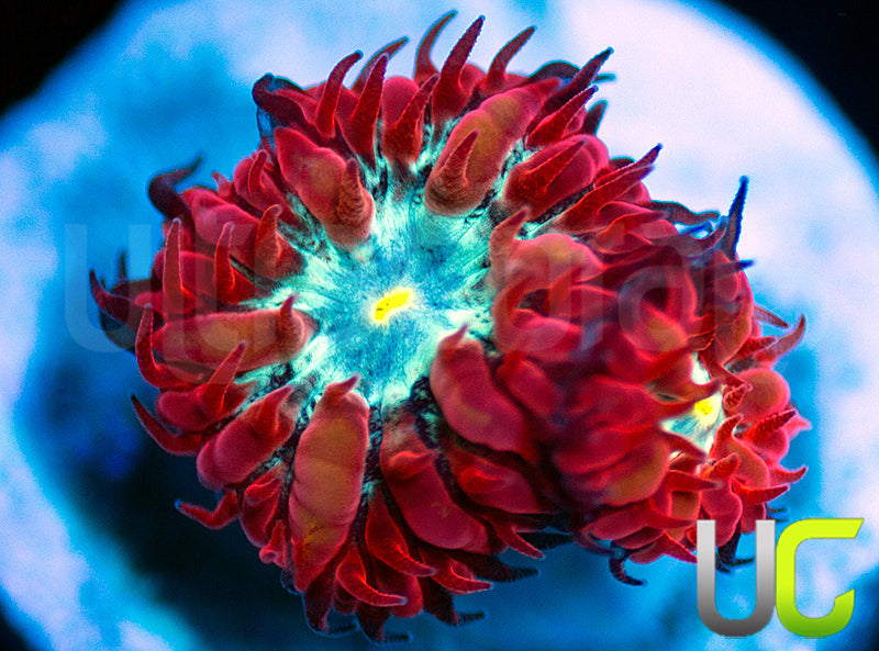 UC Azure Sky Blastos