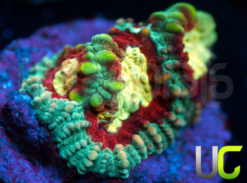 UC Strobe Light Favia