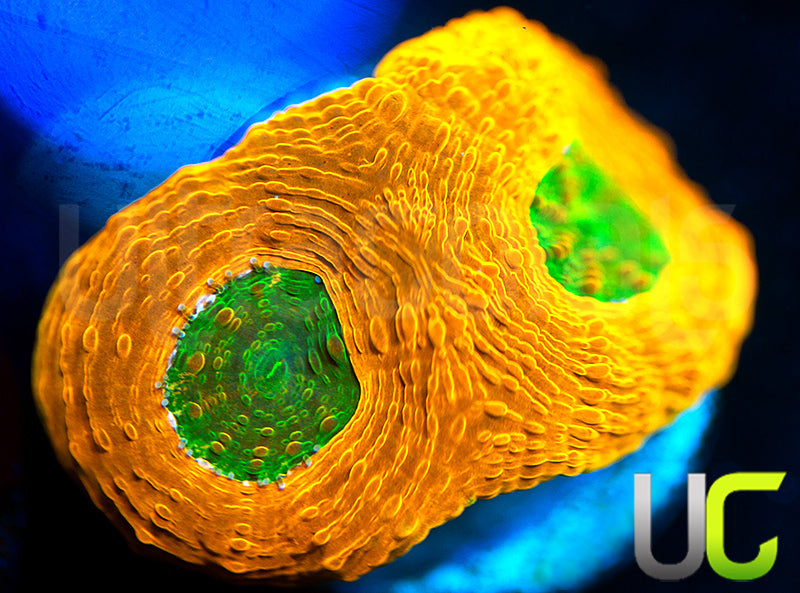 OG Pumpkin Patch Acan Echinata