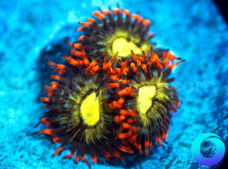 NEW RELEASE: Thunder Down Under