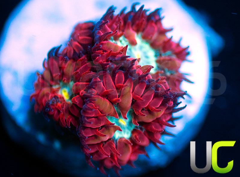 UC Azure Sky Blastos