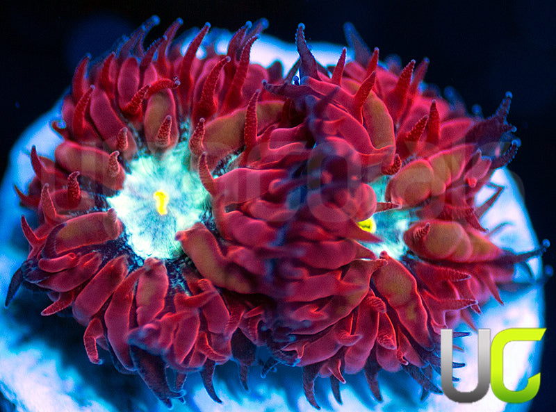 UC Azure Sky Blastos