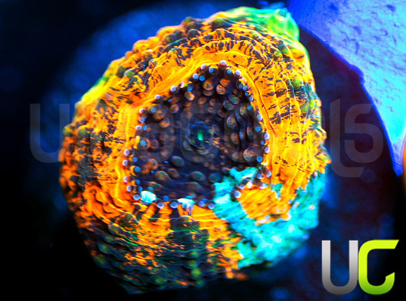 UC Denali Acan Echinata