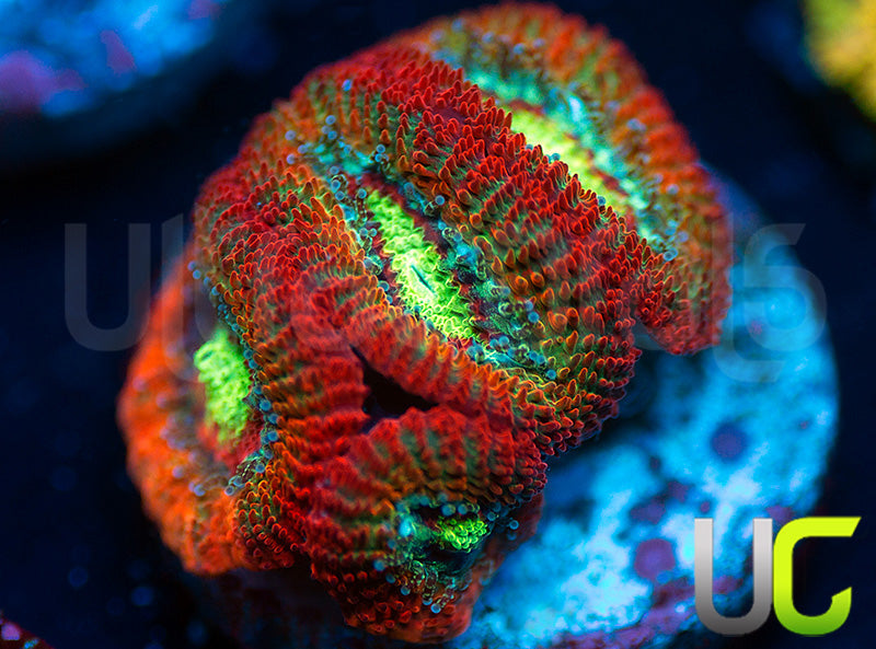 NEW RELEASE: UC Emperor Micro Amakusensis
