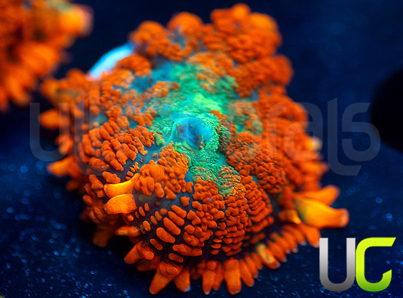 UC Daydream Mushroom