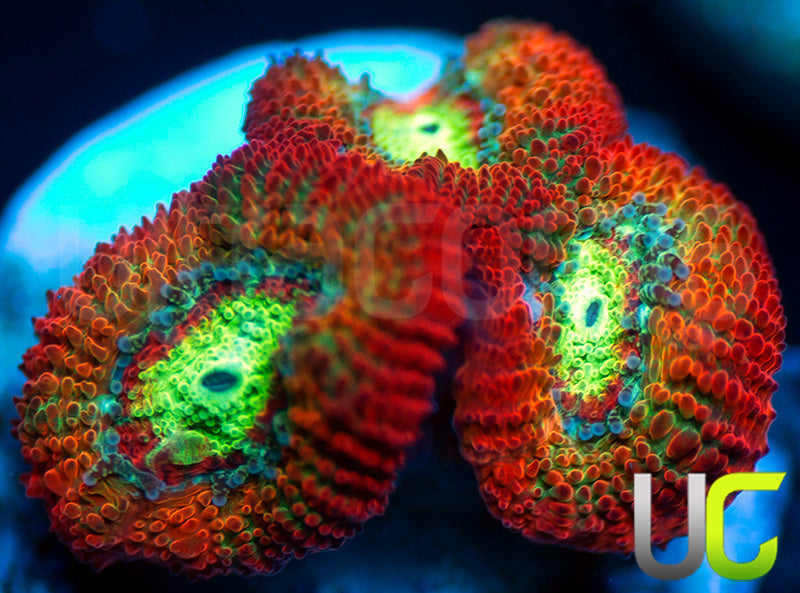 NEW RELEASE: UC Emperor Micro Amakusensis