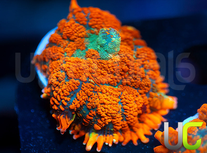 UC Daydream Mushroom