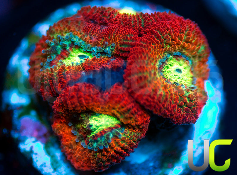 NEW RELEASE: UC Emperor Micro Amakusensis