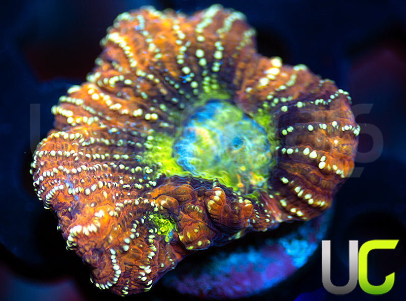 Jake Adams Gambit Unknown Species