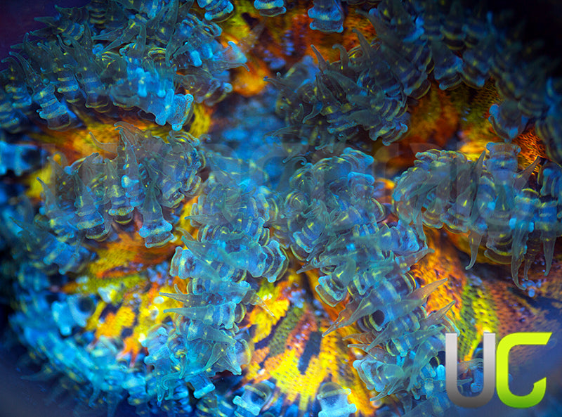 Rainbow Fleck Rock Flower Anemone