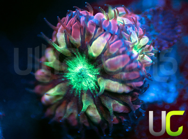 UC Hyper Gypsy Blasto