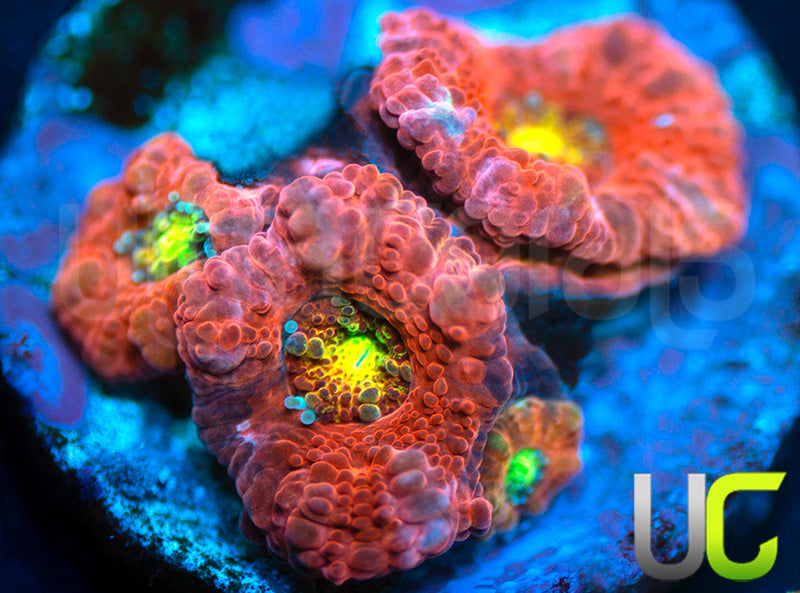 UC Damsel in Distress Micro Amakusensis