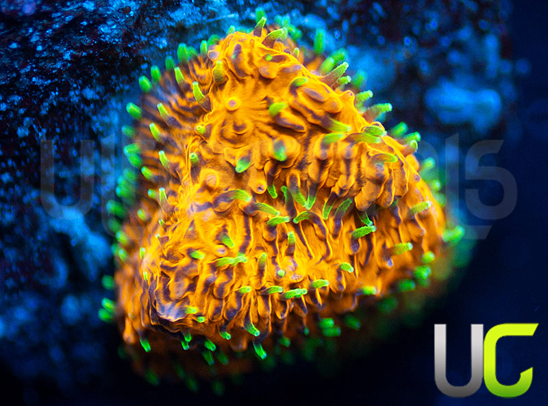 UC Fuzzy Navel Litho