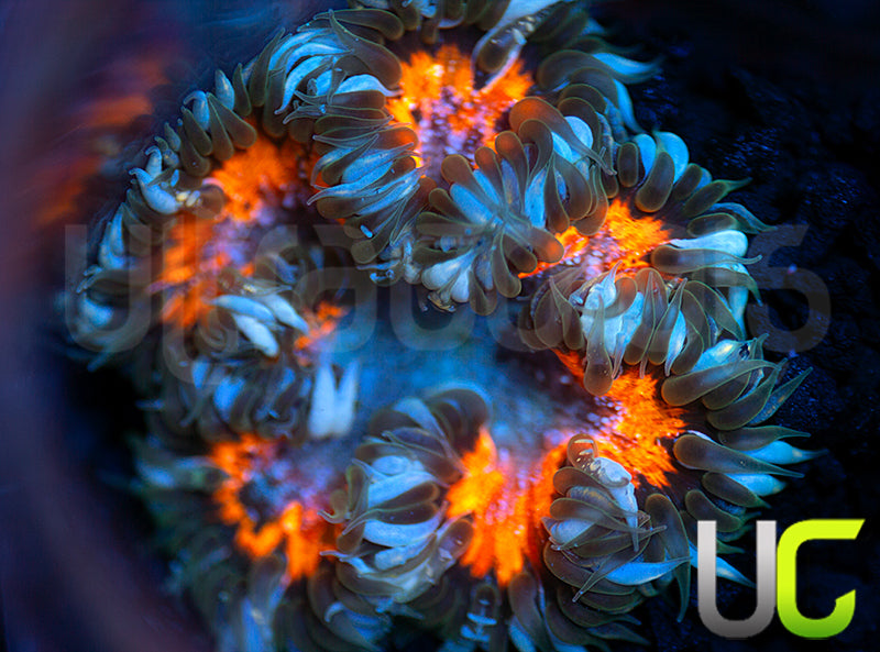 Ultra Rock Flower Anemone
