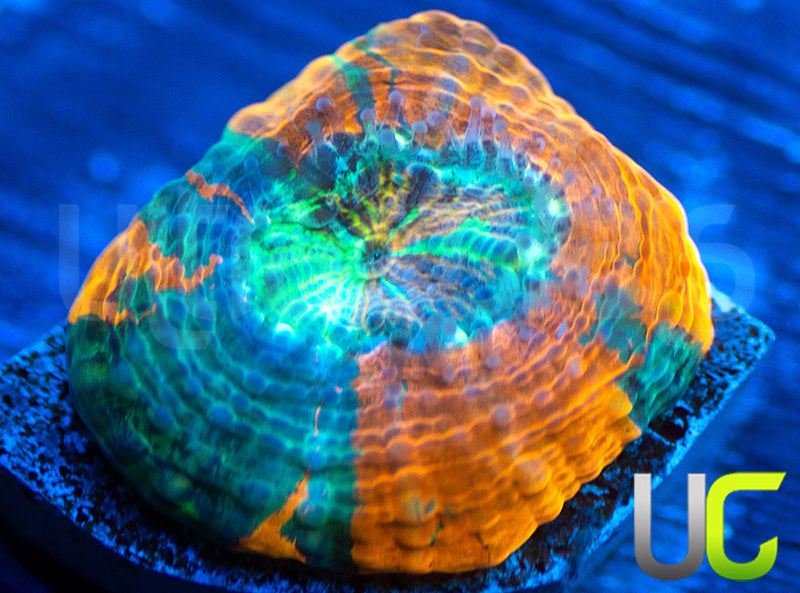 BigR Gumdrop Acan Echinata