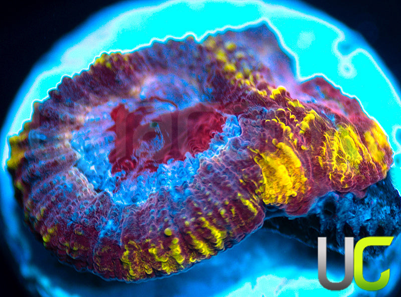 UC Fairgrounds Favia