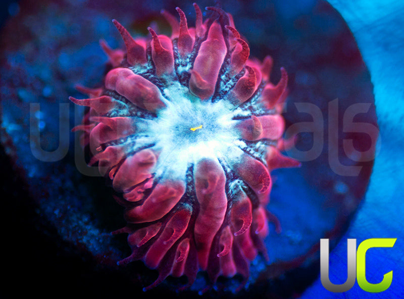 UC Azure Sky Blasto