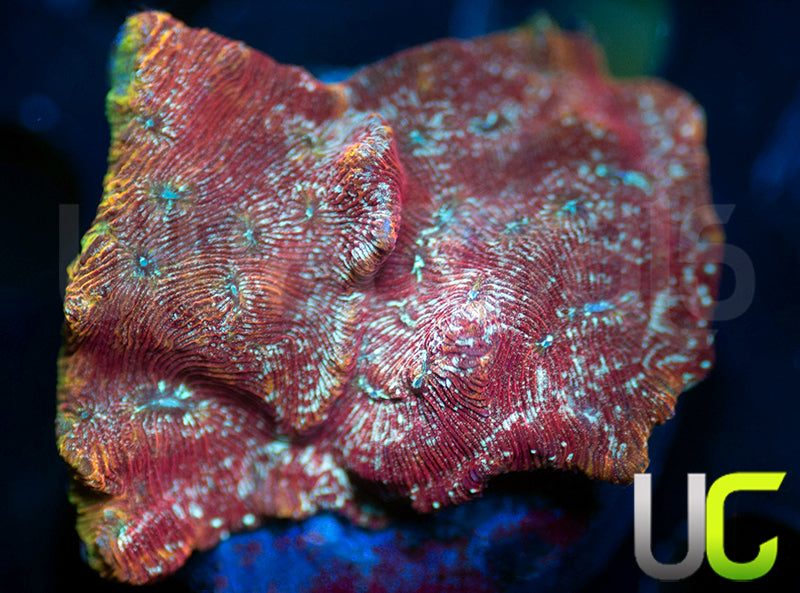 UC Mesozoic Lepto