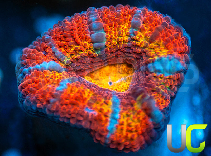 UC Crazy Carny Micro Lord