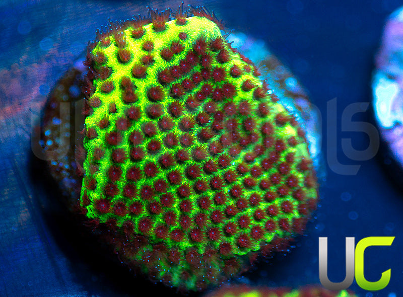 UC The Grinch Porites