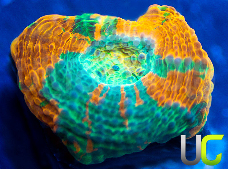 BigR Gumdrop Acan Echinata