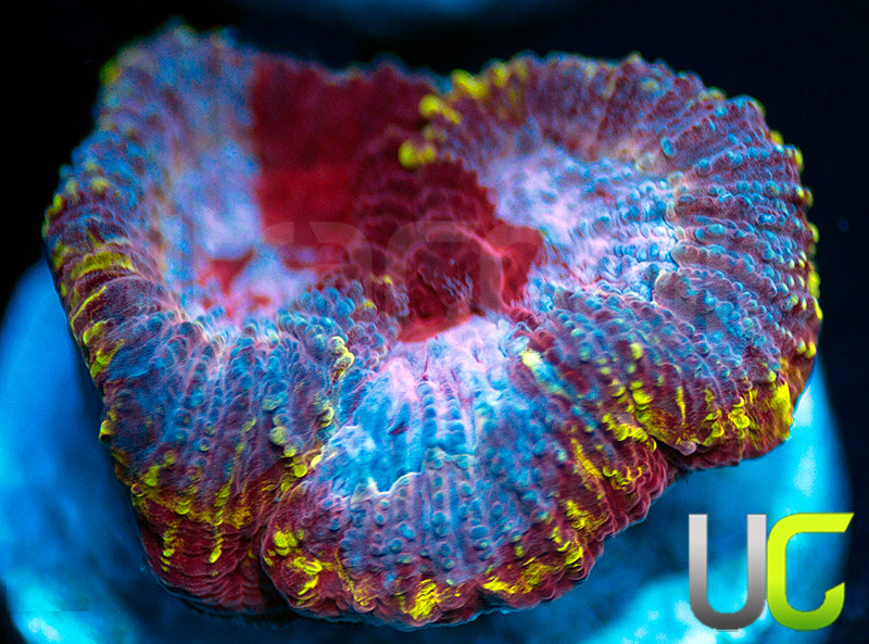 UC Fairgrounds Favia