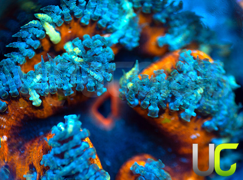 Ultra Rock Flower Anemone