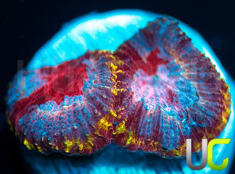 UC Fairgrounds Favia