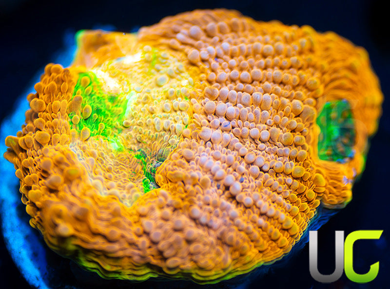 NEW RELEASE: UC Lorax Acan Echinata