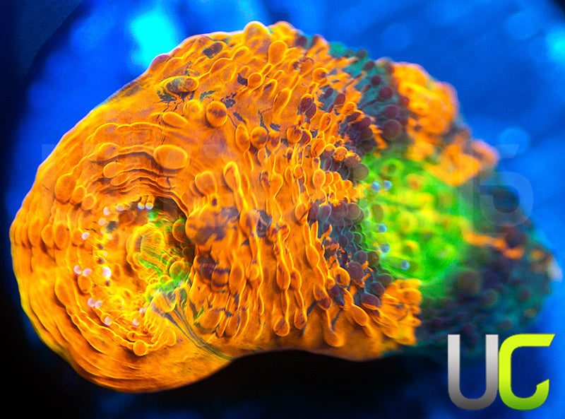 UC Voltage Acan Echinata