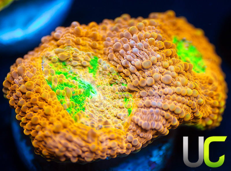 NEW RELEASE: UC Lorax Acan Echinata