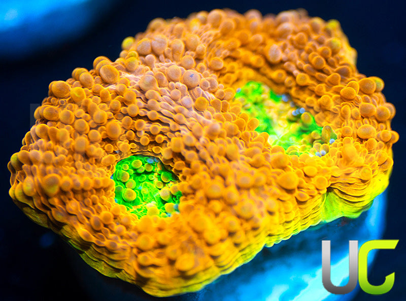 NEW RELEASE: UC Lorax Acan Echinata