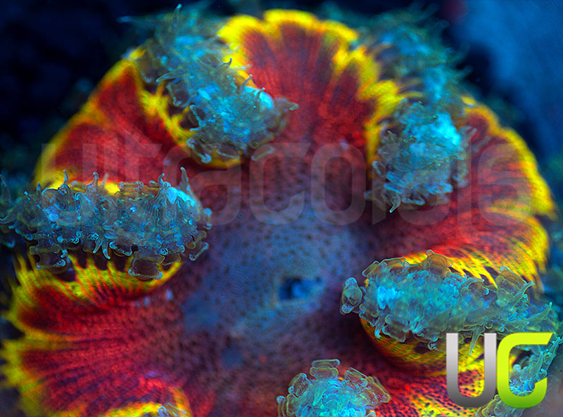 Ultra Rock Flower Anemone