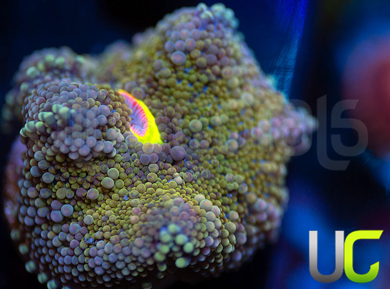 Pink Yellow Mouth Florida Ricordea