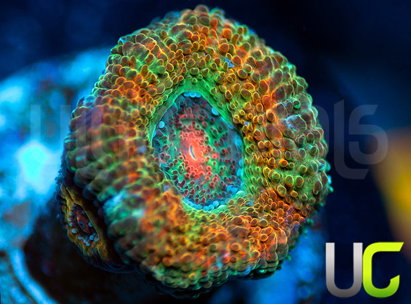 UC Bridesmaid Micro Amakusensis