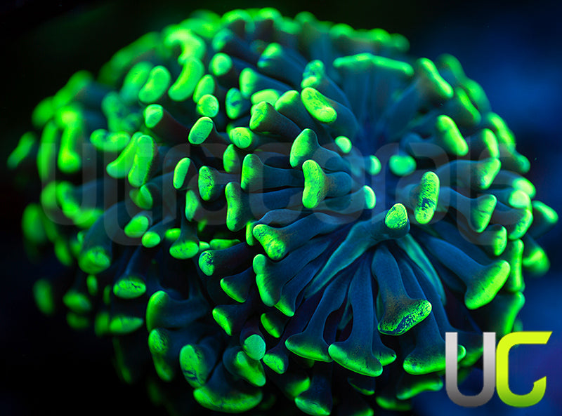 UC Golden Splatter Hammer