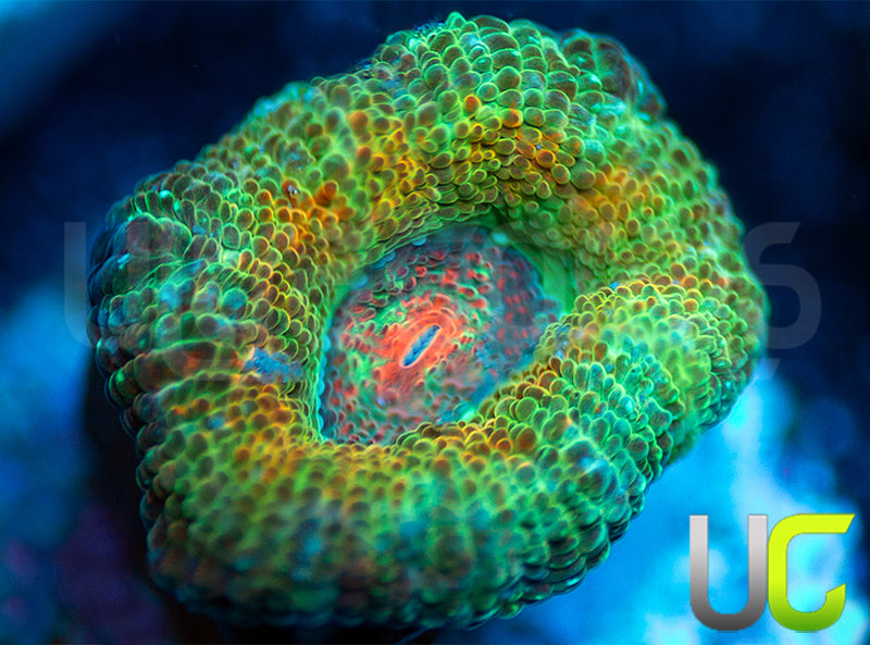 UC Bridesmaid Micro Amakusensis