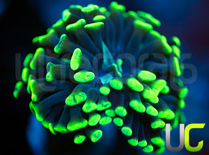 UC Golden Splatter Hammer